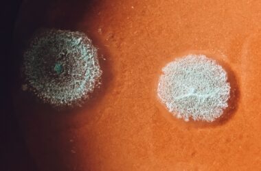 Qué es un sesgo cognitivo y cómo nos afecta?